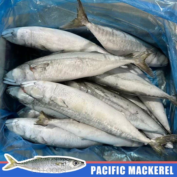 IQF Pacific Mackerel factory