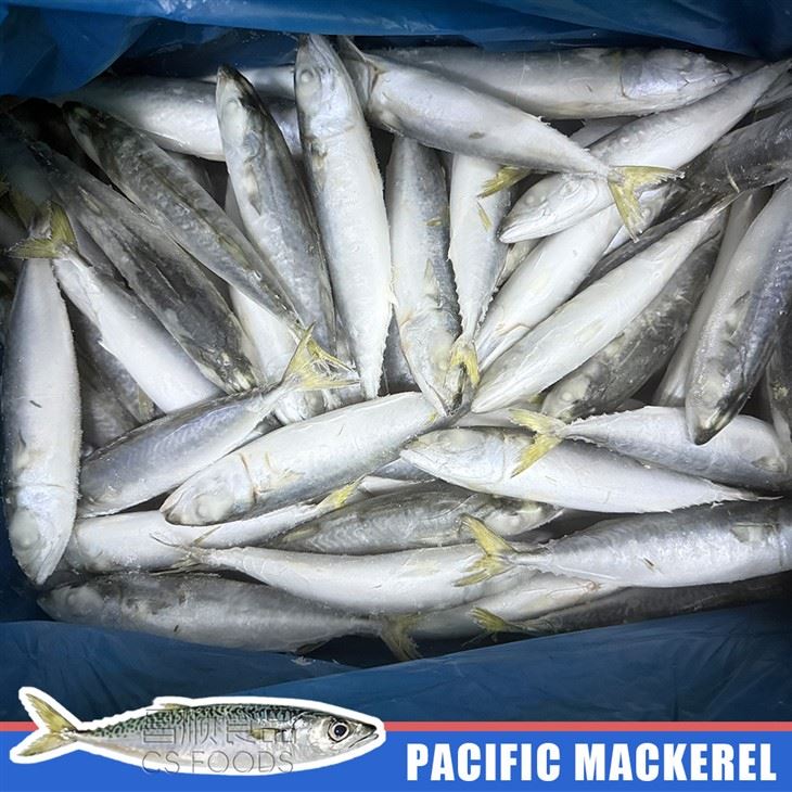 IQF Pacific Mackerel high quality