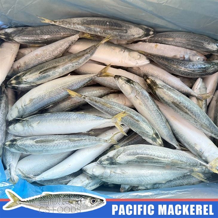 IQF Pacific Mackerel best