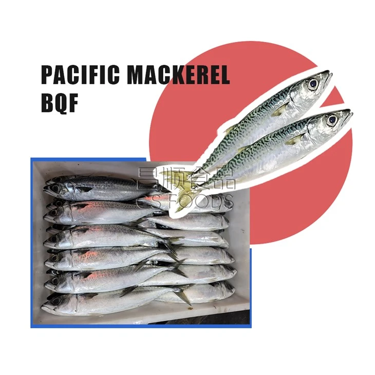 Sea Frozen Pacific Mackerel